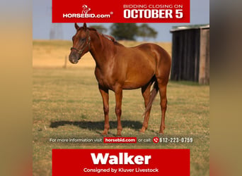 American Quarter Horse, Wałach, 4 lat, Cisawa