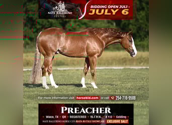 American Quarter Horse, Wałach, 4 lat, Cisawa