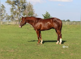 American Quarter Horse, Wałach, 4 lat, Cisawa