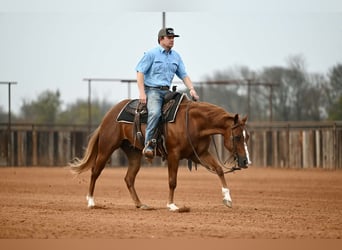 American Quarter Horse, Wałach, 4 lat, Cisawa