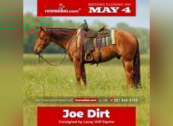 American Quarter Horse, Wałach, 4 lat, Cisawa