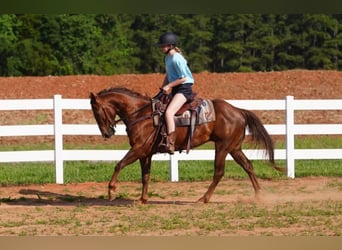 American Quarter Horse, Wałach, 4 lat, Cisawa