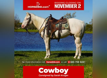 American Quarter Horse, Wałach, 4 lat, Cremello