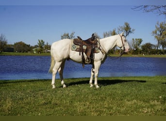 American Quarter Horse, Wałach, 4 lat, Cremello