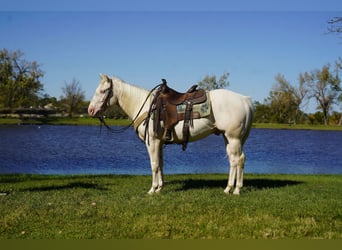 American Quarter Horse, Wałach, 4 lat, Cremello