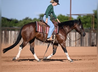 American Quarter Horse, Wałach, 4 lat, Gniada