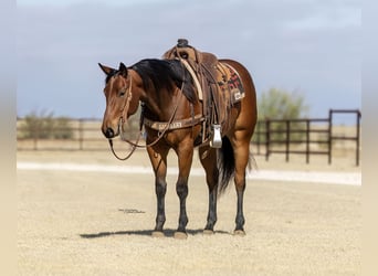 American Quarter Horse, Wałach, 4 lat, Gniada