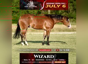 American Quarter Horse, Wałach, 4 lat, Gniada