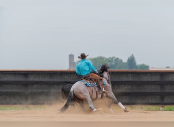 American Quarter Horse, Wałach, 4 lat, Gniadodereszowata