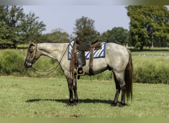 American Quarter Horse, Wałach, 4 lat, Grullo