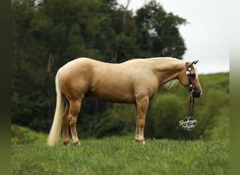 American Quarter Horse, Wałach, 4 lat, Izabelowata
