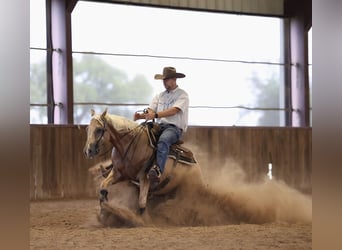 American Quarter Horse, Wałach, 4 lat, Izabelowata