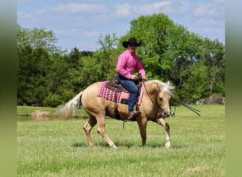 American Quarter Horse, Wałach, 4 lat, Izabelowata