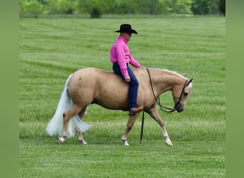 American Quarter Horse, Wałach, 4 lat, Izabelowata