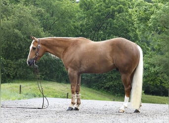 American Quarter Horse, Wałach, 4 lat, Izabelowata