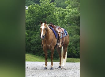 American Quarter Horse, Wałach, 4 lat, Izabelowata