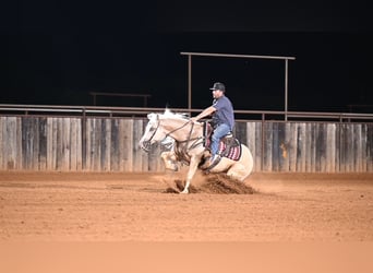 American Quarter Horse, Wałach, 4 lat, Izabelowata