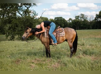 American Quarter Horse, Wałach, 4 lat, Jelenia