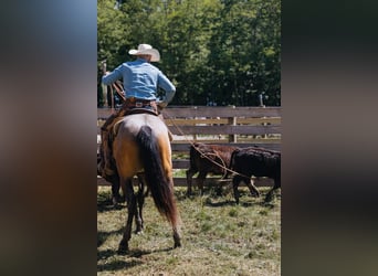 American Quarter Horse, Wałach, 4 lat, Jelenia