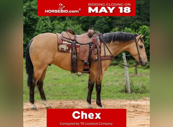American Quarter Horse, Wałach, 4 lat, Jelenia