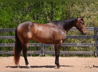 American Quarter Horse, Wałach, 4 lat, Jelenia
