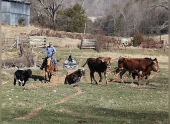 American Quarter Horse, Wałach, 4 lat, Jelenia