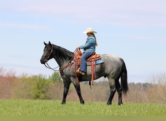 American Quarter Horse, Wałach, 4 lat, Karodereszowata