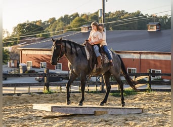 American Quarter Horse, Wałach, 4 lat, Karodereszowata