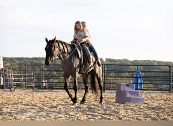 American Quarter Horse, Wałach, 4 lat, Karodereszowata