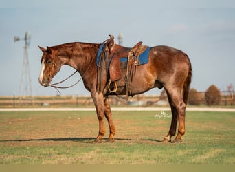 American Quarter Horse, Wałach, 4 lat, Kasztanowatodereszowata