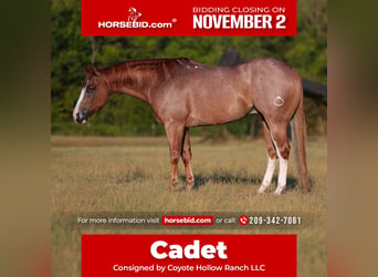 American Quarter Horse, Wałach, 4 lat, Kasztanowatodereszowata