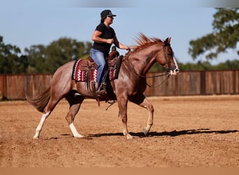 American Quarter Horse, Wałach, 4 lat, Kasztanowatodereszowata