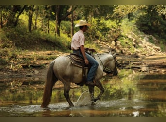 American Quarter Horse, Wałach, 4 lat, Siwa