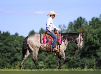American Quarter Horse, Wałach, 4 lat, Siwa