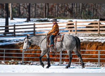 American Quarter Horse, Wałach, 4 lat, Siwa