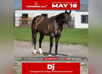American Quarter Horse, Wałach, 4 lat, Siwa