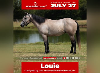 American Quarter Horse, Wałach, 4 lat, Siwa
