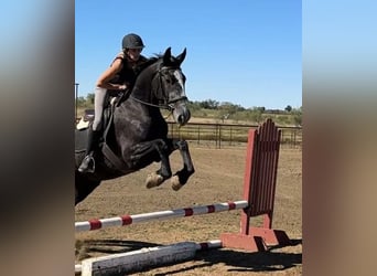 American Quarter Horse, Wałach, 4 lat, Siwa