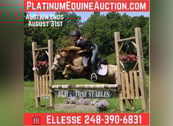 American Quarter Horse, Wałach, 5 lat, 124 cm, Szampańska