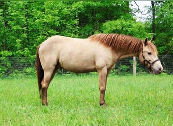 American Quarter Horse, Wałach, 5 lat, 124 cm, Szampańska