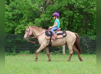 American Quarter Horse, Wałach, 5 lat, 124 cm, Szampańska