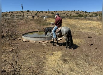 American Quarter Horse, Wałach, 5 lat, 142 cm, Karodereszowata