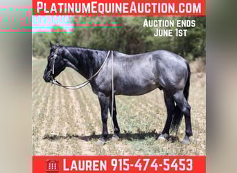 American Quarter Horse, Wałach, 5 lat, 142 cm, Karodereszowata