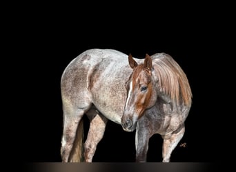 American Quarter Horse, Wałach, 5 lat, 142 cm, Kasztanowatodereszowata