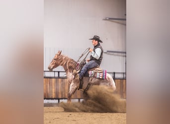 American Quarter Horse, Wałach, 5 lat, 142 cm, Kasztanowatodereszowata