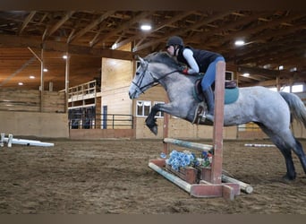 American Quarter Horse, Wałach, 5 lat, 142 cm, Siwa