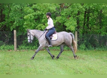 American Quarter Horse, Wałach, 5 lat, 142 cm, Siwa