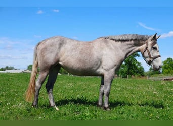 American Quarter Horse, Wałach, 5 lat, 142 cm, Siwa