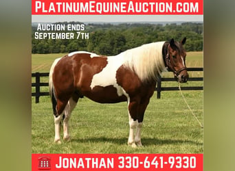 American Quarter Horse, Wałach, 5 lat, 142 cm, Tobiano wszelkich maści