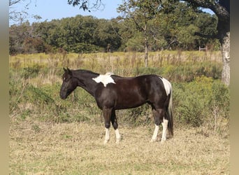 American Quarter Horse, Wałach, 5 lat, 142 cm, Tobiano wszelkich maści